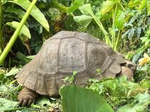 Galapagos Schildkröte